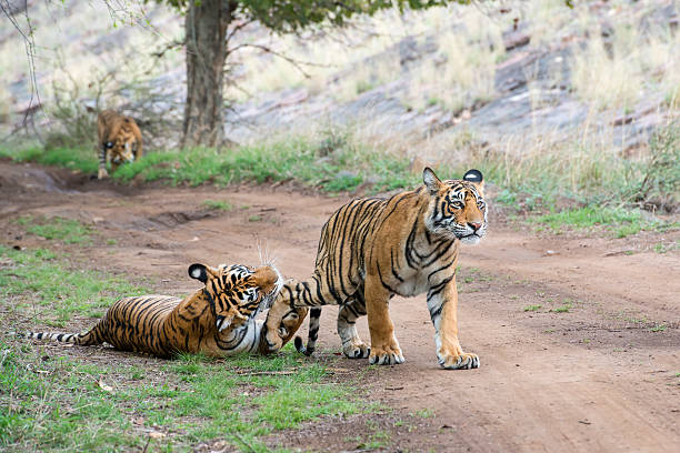 Bengal tigers (Panthera tigris tigris) are fighting, wildlife shot
