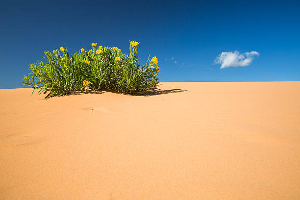 istock Coral Pink Sand Dunes State Park, Utah 526282334