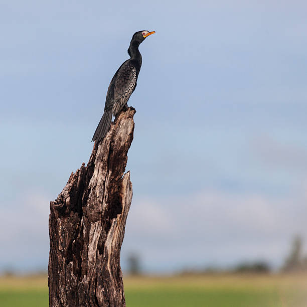 Reed cormorant, Microcarbo africanus, (Long-tailed cormorant); Chobe_N.P., Botswana, Africa A wild Reed Cormorant, Microcarbo africanus (aka Long-tailed cormorant); standing on a dead tree trunk in Chobe National Park, northern Botswana, southern Africa. phalacrocorax africanus stock pictures, royalty-free photos & images
