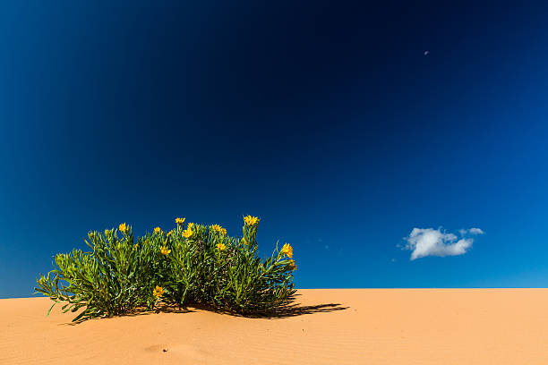 istock Coral Pink Sand Dunes State Park, Utah 526282446