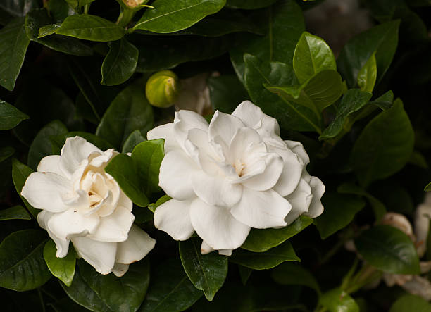 istock White Rose - symbolizes fidelity and probity 526282652