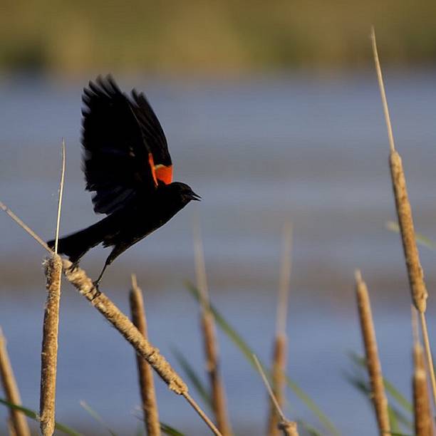 Red-winged blackbird in flight