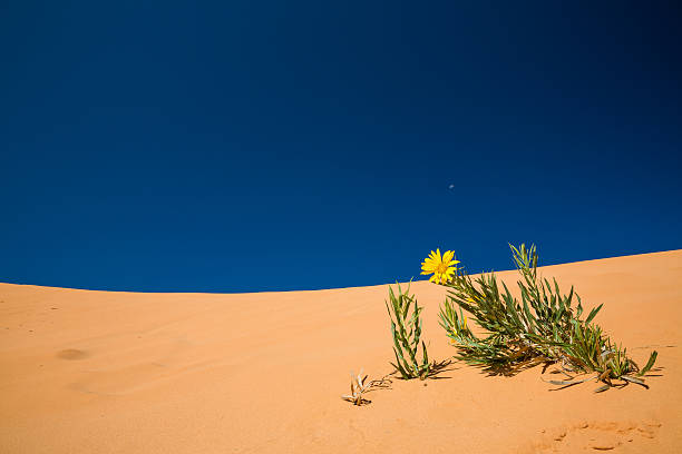 istock Coral Pink Sand Dunes State Park, Utah 526283076