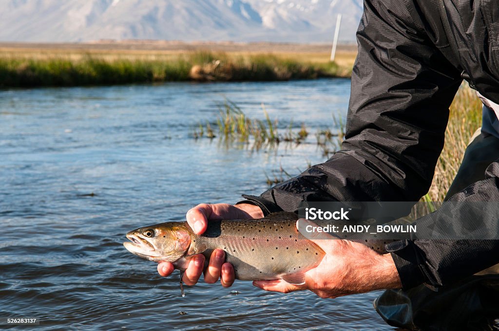 Trout Release California Stock Photo