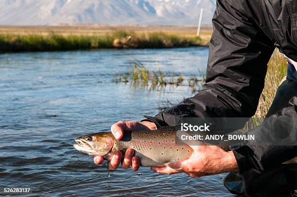 Trout Release Stock Photo - Download Image Now - California, Fish, Fishing Industry