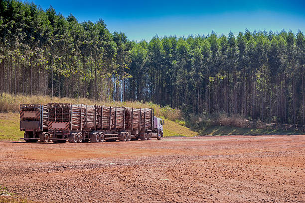 istock Semi truck loaded with wooden logs 526283302