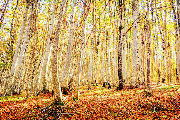istock Forest in the Autumn in Montenegro 526283439