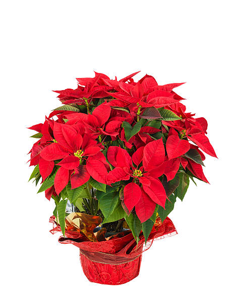 Red poinsettia (Euphorbia pulcherrima) Red poinsettia (Euphorbia pulcherrima) in a festive flower pot, isolated over white background red poinsettia vibrant color flower stock pictures, royalty-free photos & images