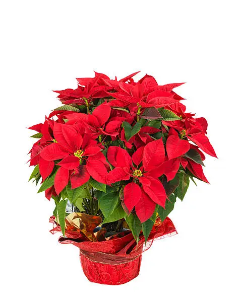 Red poinsettia (Euphorbia pulcherrima) in a festive flower pot, isolated over white background