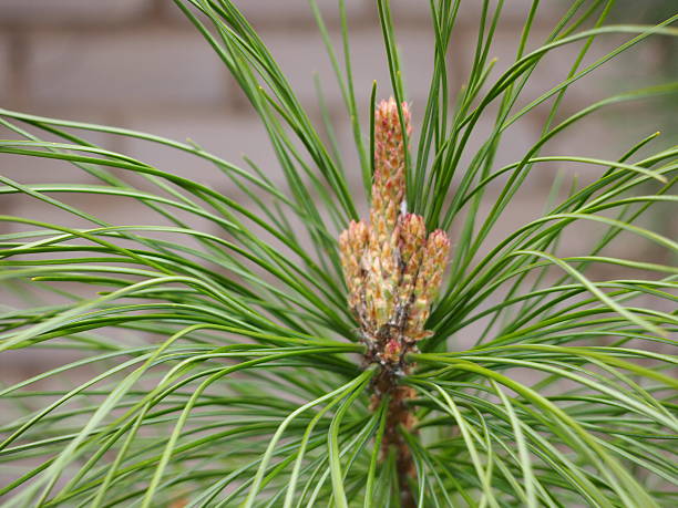 istock Escape of the Siberian cedar 526283860