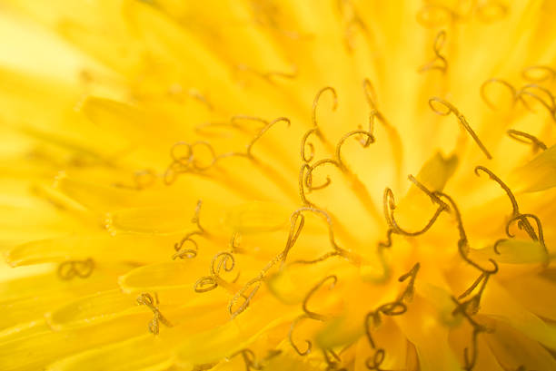 Photo of an yellow Dandelion flower blossom bloom and grow on a black background.  After flowering is finished, the dandelion flower head dries out for a day or two. The dried petals and stamens drop off, the bracts reflex (curve backwards), and the parachute ball opens into a full sphere. Taraxacum  is a large genus of flowering plants in the family Asteraceae, which consists of species commonly known as dandelions. The scientific and hobby study of the genus is known as taraxacology. The genus is native to Eurasia and North America, but the two most commonplace species worldwide, T. officinale (the common dandelion) and T. erythrospermum (the red-seeded dandelion), were introduced from Europe into North America, where they now propagate as wildflowers.
