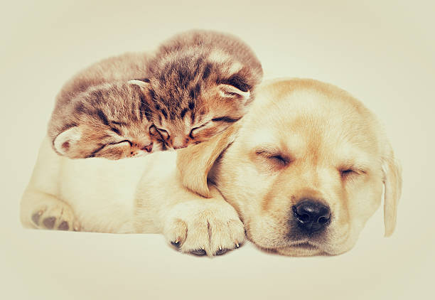 istock beige puppy and kittens sleeps 526285122