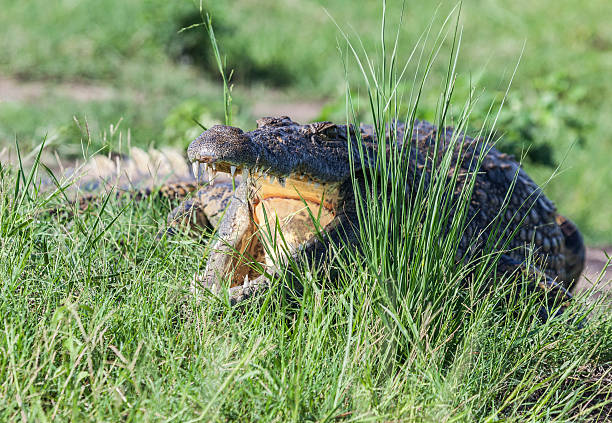 Nile Crocodile (Crocodylus niloticus), mouth open (showing that the animal has no tongue) to cool itself, on the bank of the Chobe river, in Chobe National Park, northern Botswana, southern Africa.