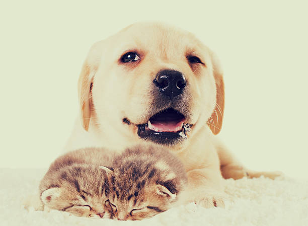 istock beige puppy and kittens sleeps 526285714