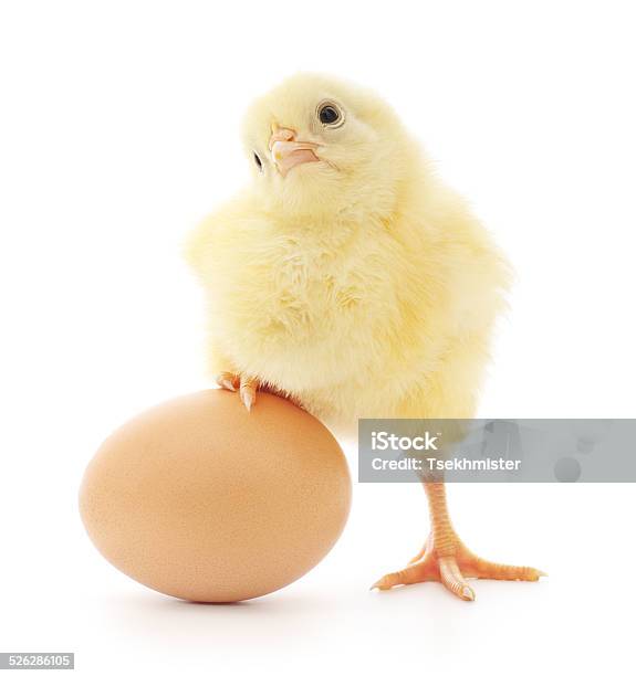 Chicken And Egg Stock Photo - Download Image Now - Animal, Animal Egg, Bird