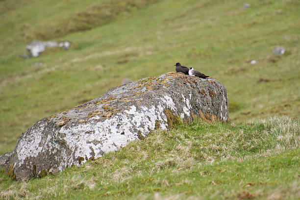 istock Arctic skua, Stercorarius parasiticus 526286108