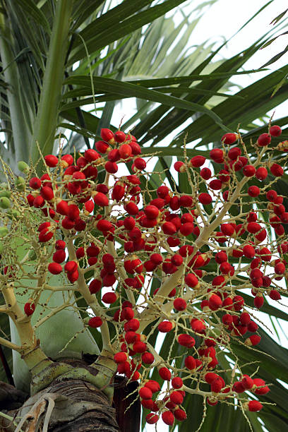 istock Betel palm tree in the nature 526286777