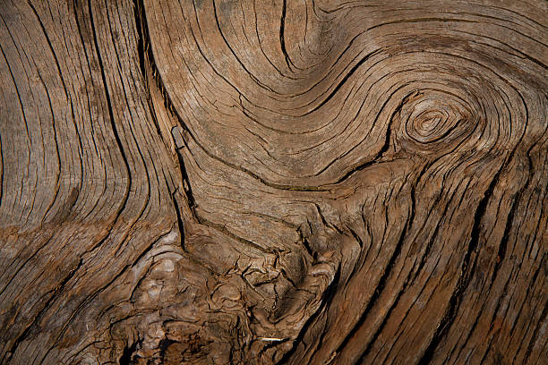 istock closeup look at grain pattern on piece of dry wood 526287025