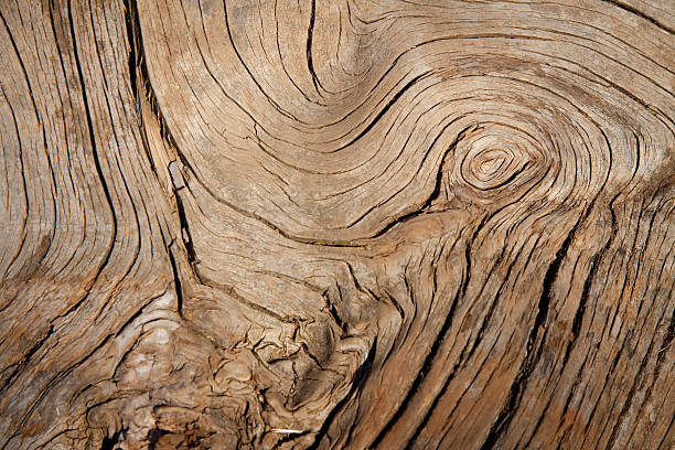 istock closeup look at grain pattern on piece of dry wood 526287067