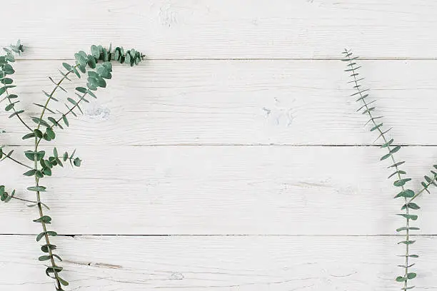 Photo of Spring plant over white wooden background.