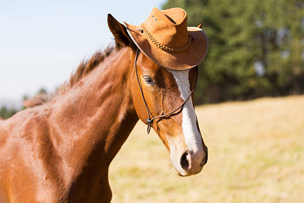 istock horse wearing a cowboy hat 526287349