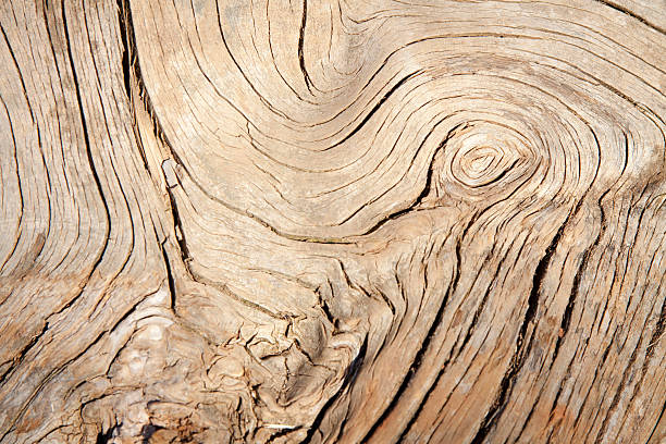 istock closeup look at grain pattern on piece of dry wood 526287401