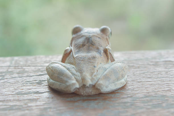 wood frog,Frog Beautiful small amphibian from tropical rain forest . These animals live Thailand.