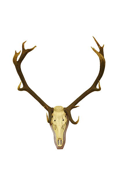 istock red deer buck isolated hunting trophy 526288459