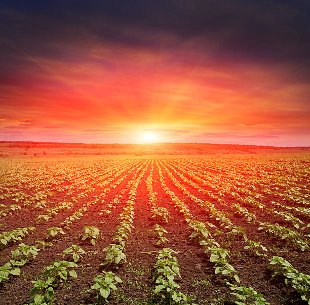 istock young sunflower spouts on field 526288589