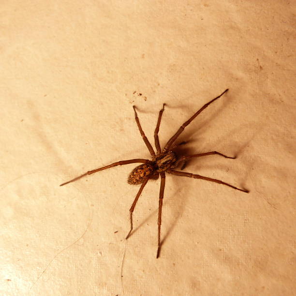 istock House spider on the tiles 526289088