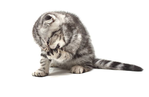 istock Small gray lop-eared kitten isolated on white background 526289325