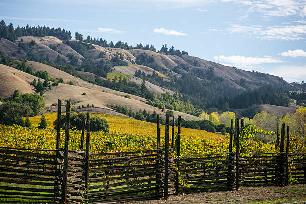 herbst weinberge, anderson-tal von mendocino county, ca - mendocino county northern california california coastline stock-fotos und bilder