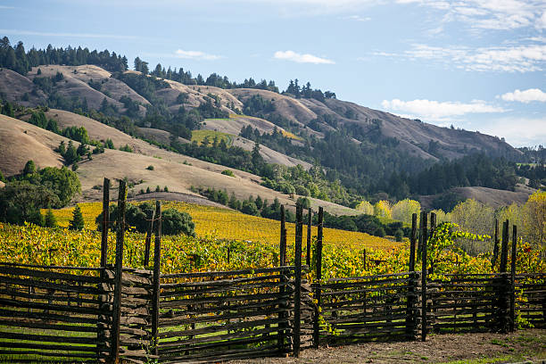 jesień winnicy, anderson valley of mendocino ca - mendocino county northern california california coastline zdjęcia i obrazy z banku zdjęć