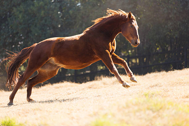 istock horse running on the field 526289853