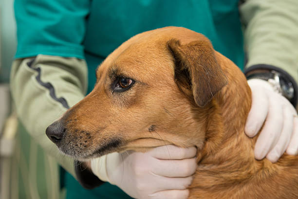 istock Dog in a veterinary clinic 526290096