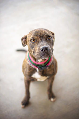 Brindle pit bull mix in animal shelter.