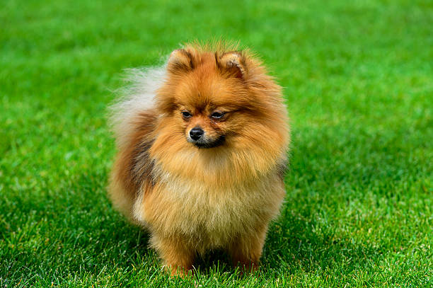 istock Miniature pomeranian spitz standing on green field. 526290288