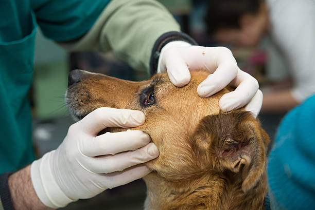 istock Dog in a veterinary clinic 526290304
