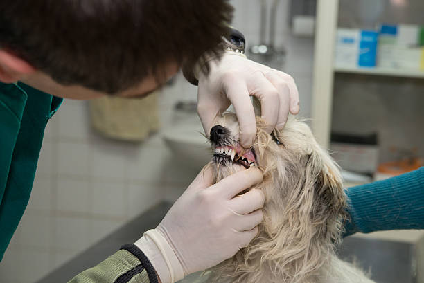 istock Dog in a veterinary clinic, dental check 526290714