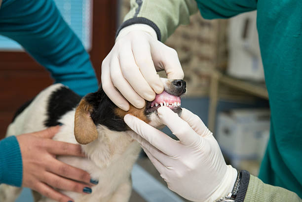 istock Dog in a veterinary clinic 526291066