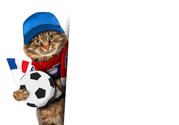 istock Funny cat with soccer ball. 526292764