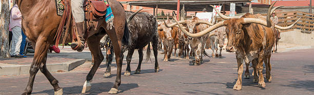 rind los straße der forth wert schlachthöfe - texas texas longhorn cattle cattle ranch stock-fotos und bilder