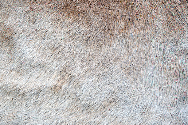 istock Texture of a Cow Coat 526296766