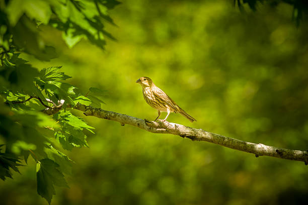istock Female house finch bird on a maple tree 526297312
