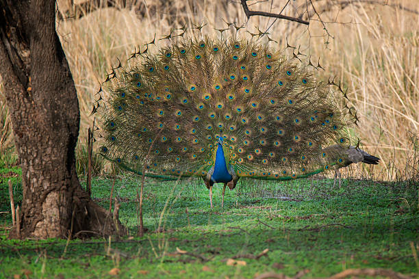 Peacock shows itself in all its glory