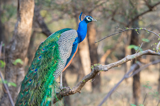 A colorful peacock perched on a tree branch with green leaves