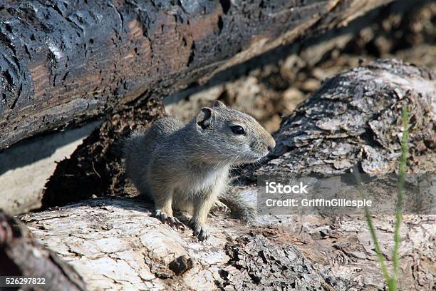 Richardsons Ground Squirrel Stock Photo - Download Image Now - Animal, Animal Wildlife, Animals In The Wild