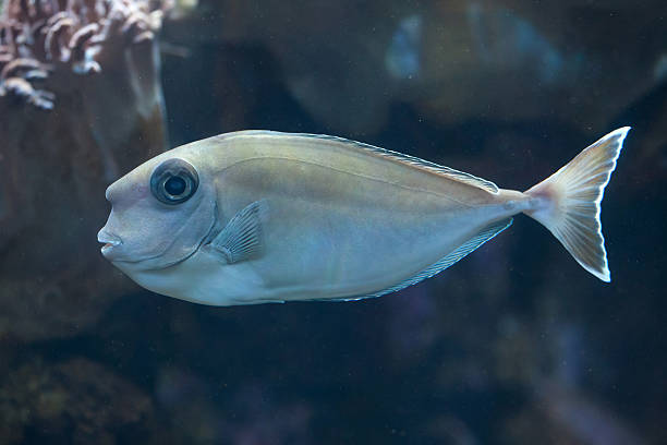 Bluespine unicornfish (Naso unicornis). Bluespine unicornfish (Naso unicornis), also known as the short-nose unicornfish. Wild life animal. naso unicornis stock pictures, royalty-free photos & images