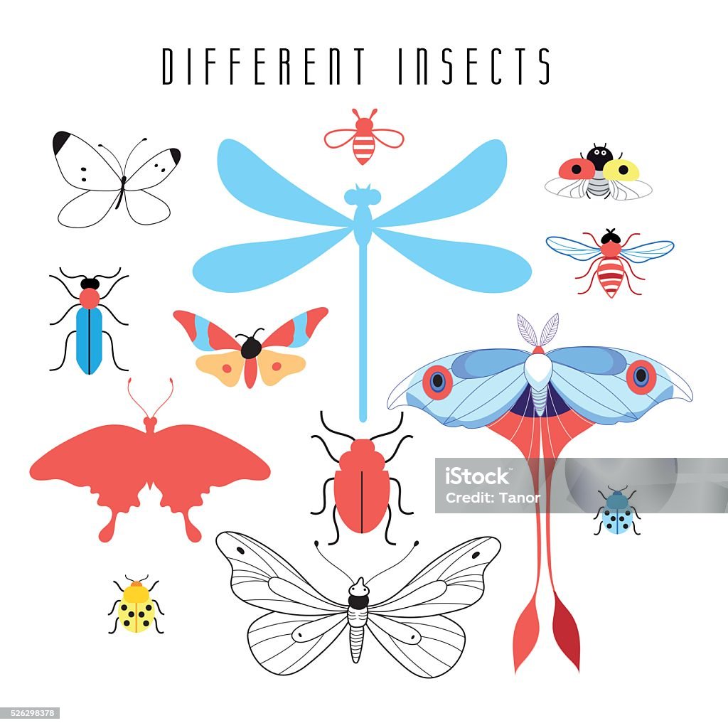 Two Different Insects Set Of Different Insects Stock Illustration - Download Image Now ...