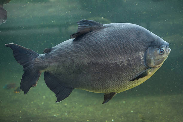 tambaqui (colossoma macropomum), auch bekannt als die riesigen pacu. - orinoco river stock-fotos und bilder